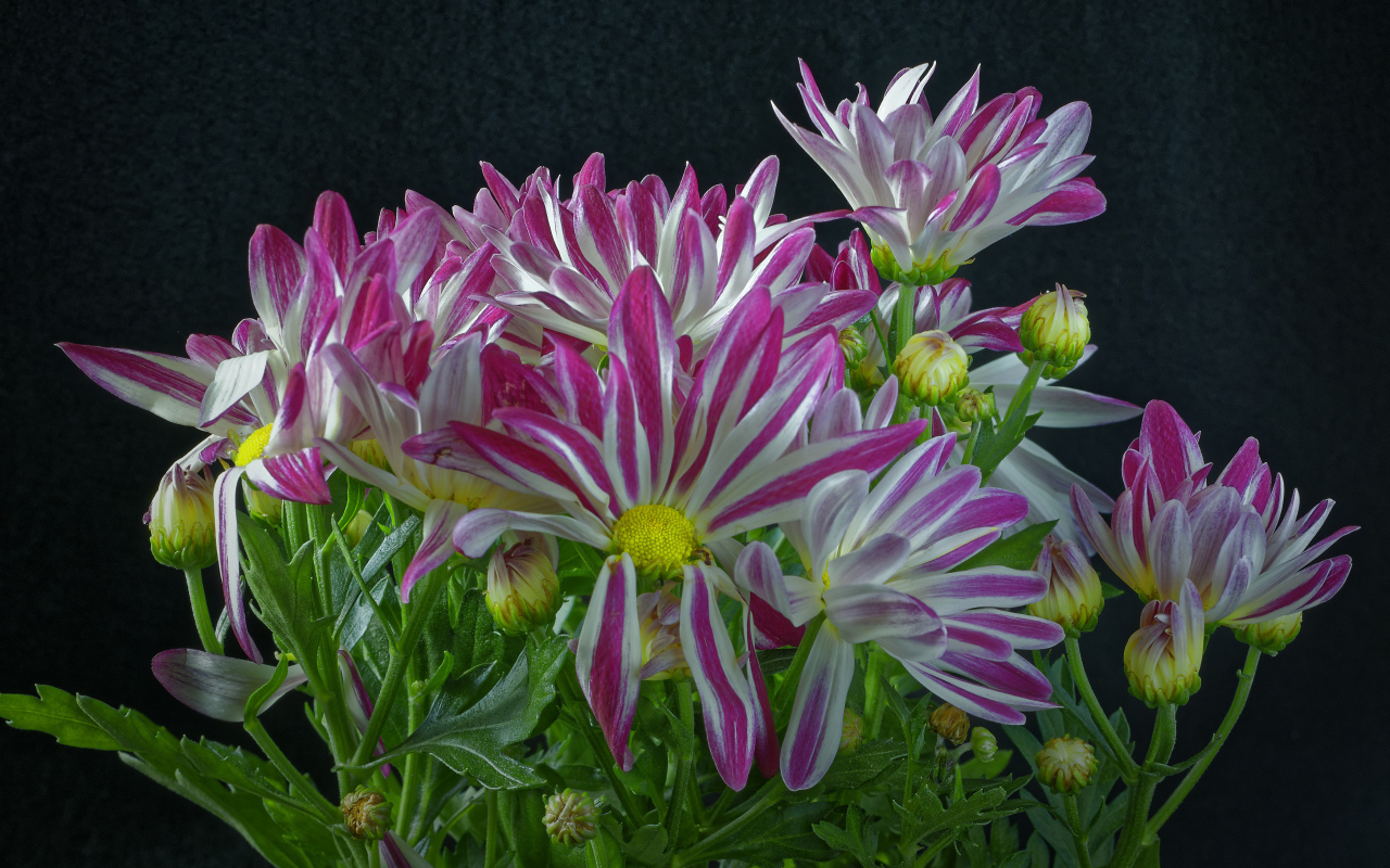 Розовые цветы хризантем с зелеными листьями на черном фоне