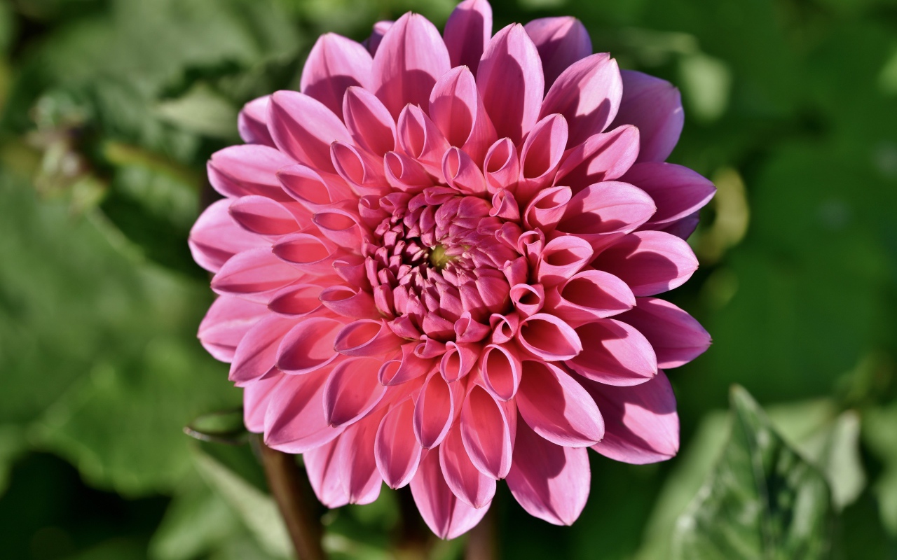 Розовый цветок георгины в лучах солнца на клумбе