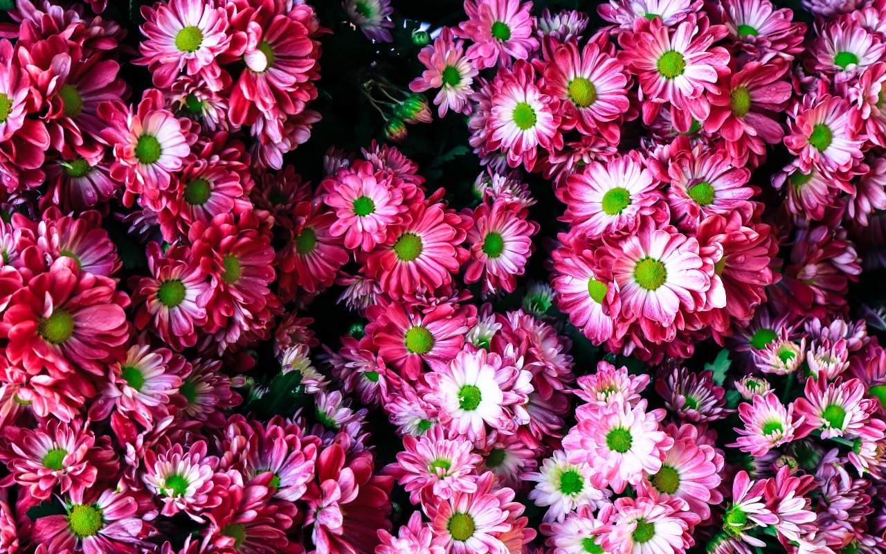 Розовые нежные садовые хризантемы крупным планом