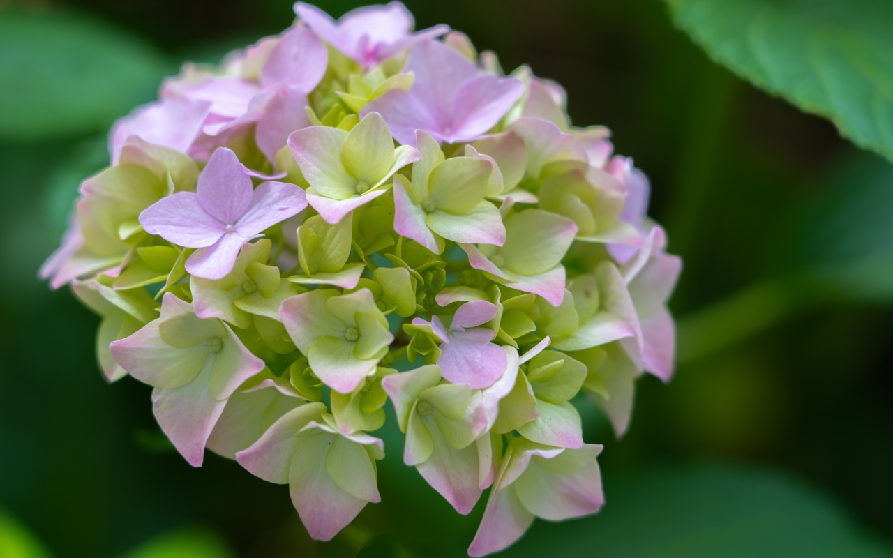 Розовые нежные цветы гортензии в зеленых листьях 