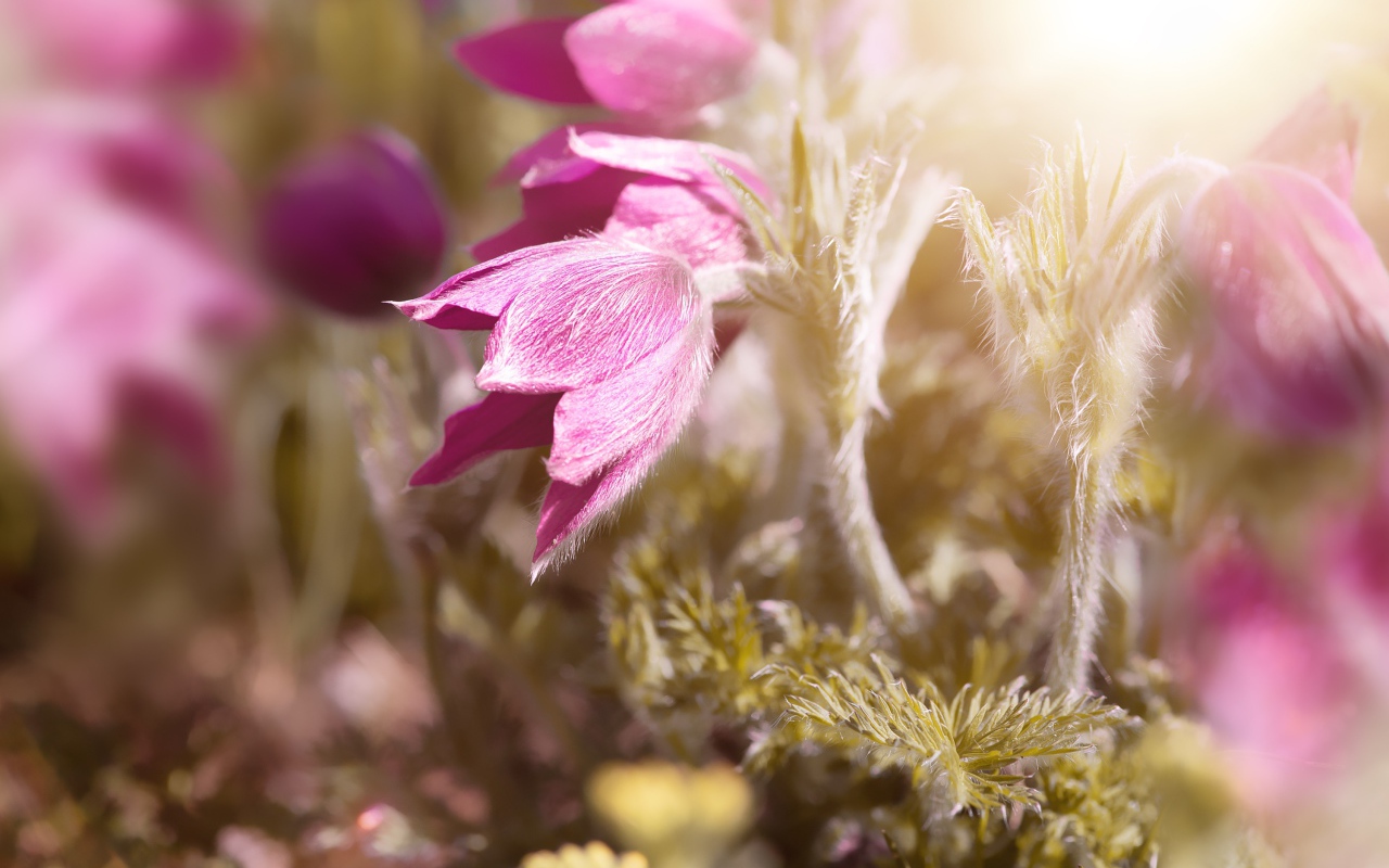 Розовые цветы прострел в поле в лучах солнца