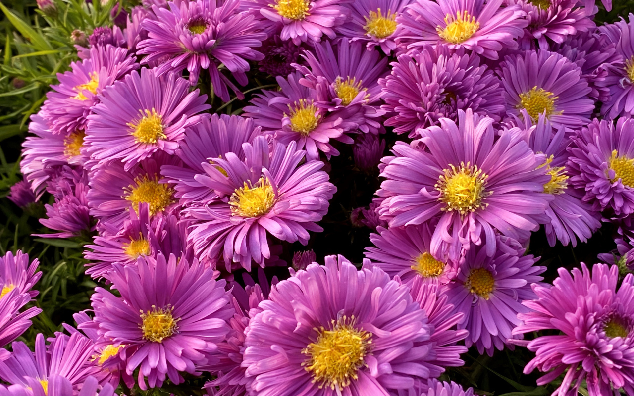 Розовые цветы сентябринки крупным планом