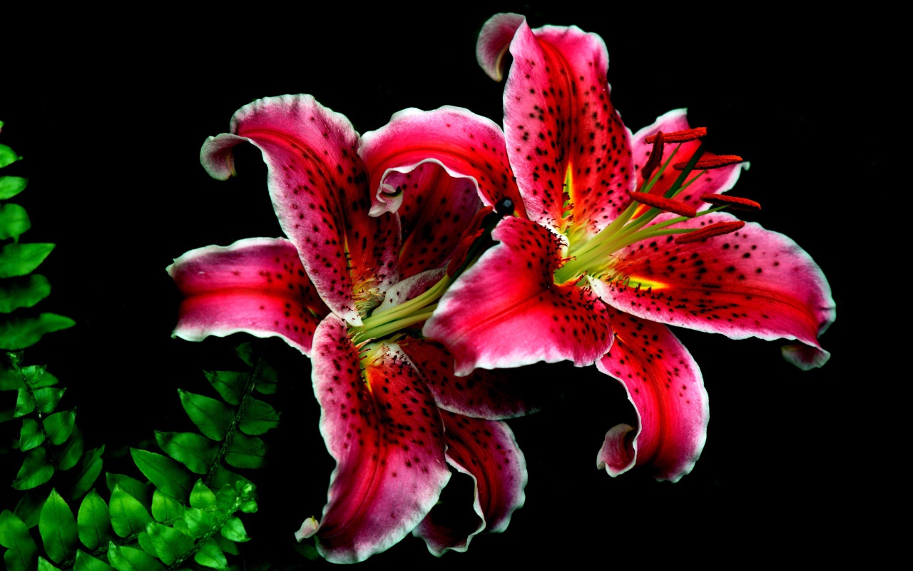 Розовые цветы тигровой лилии крупным планом на черном фоне