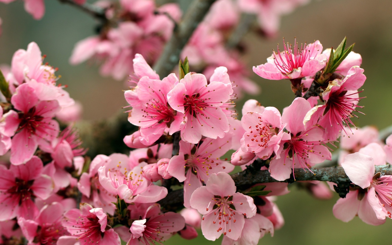 Розовые цветы на ветках дерева 