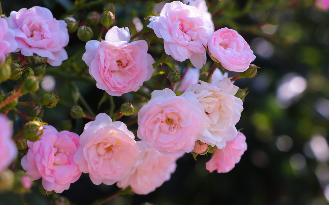 Розовые цветы садовой розы на клумбе 