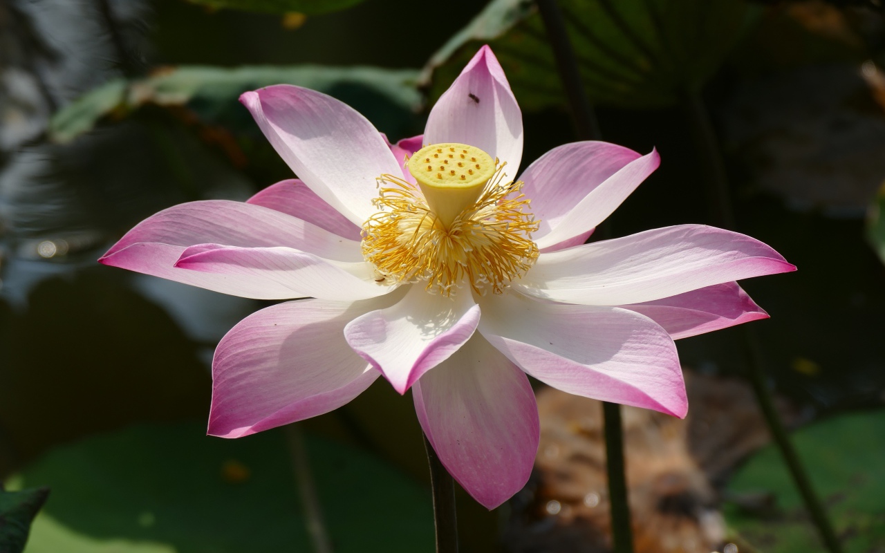 Розовый цветок лотоса распустился в пруду