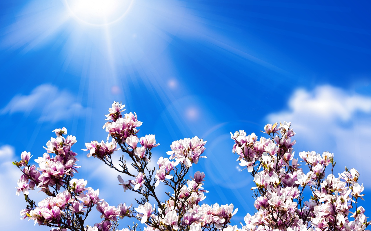Розовые цветы магнолии на фоне голубого неба в лучах солнца 