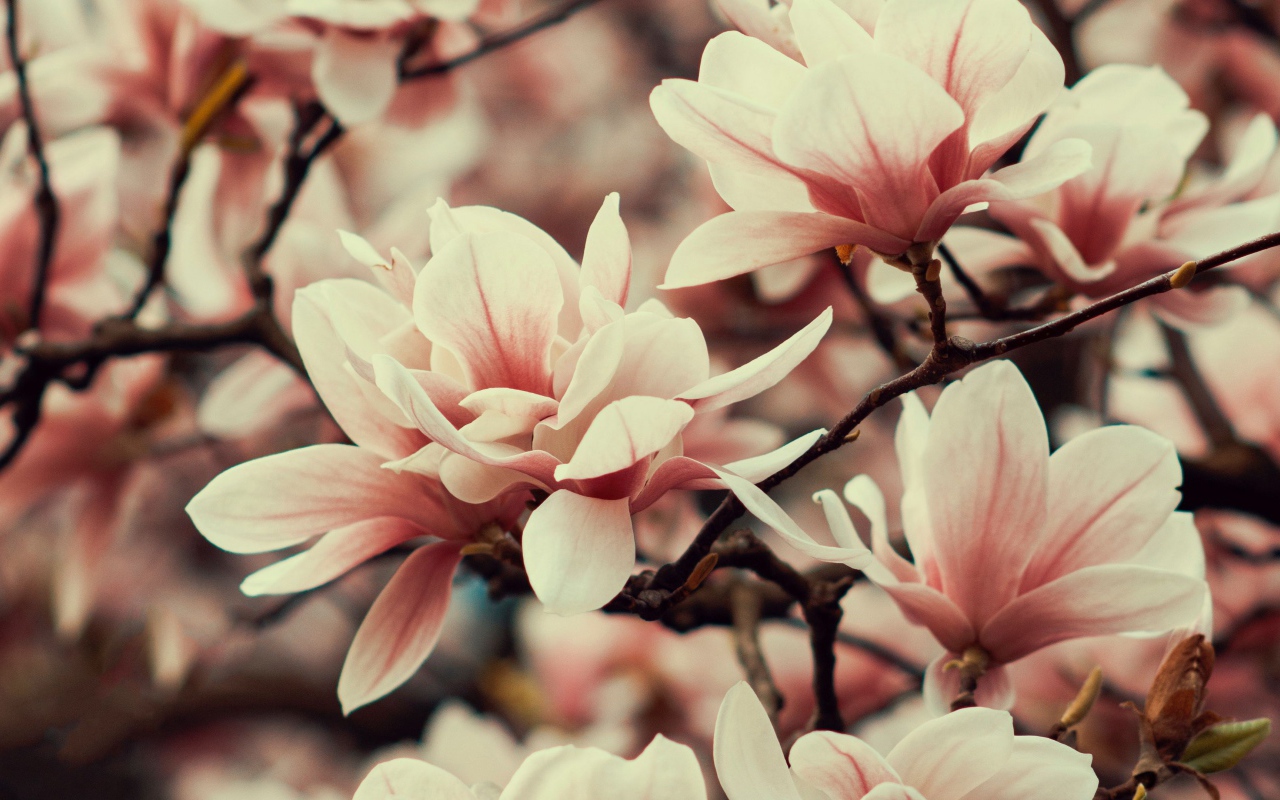 Розовые цветы магнолии на ветке дерева 