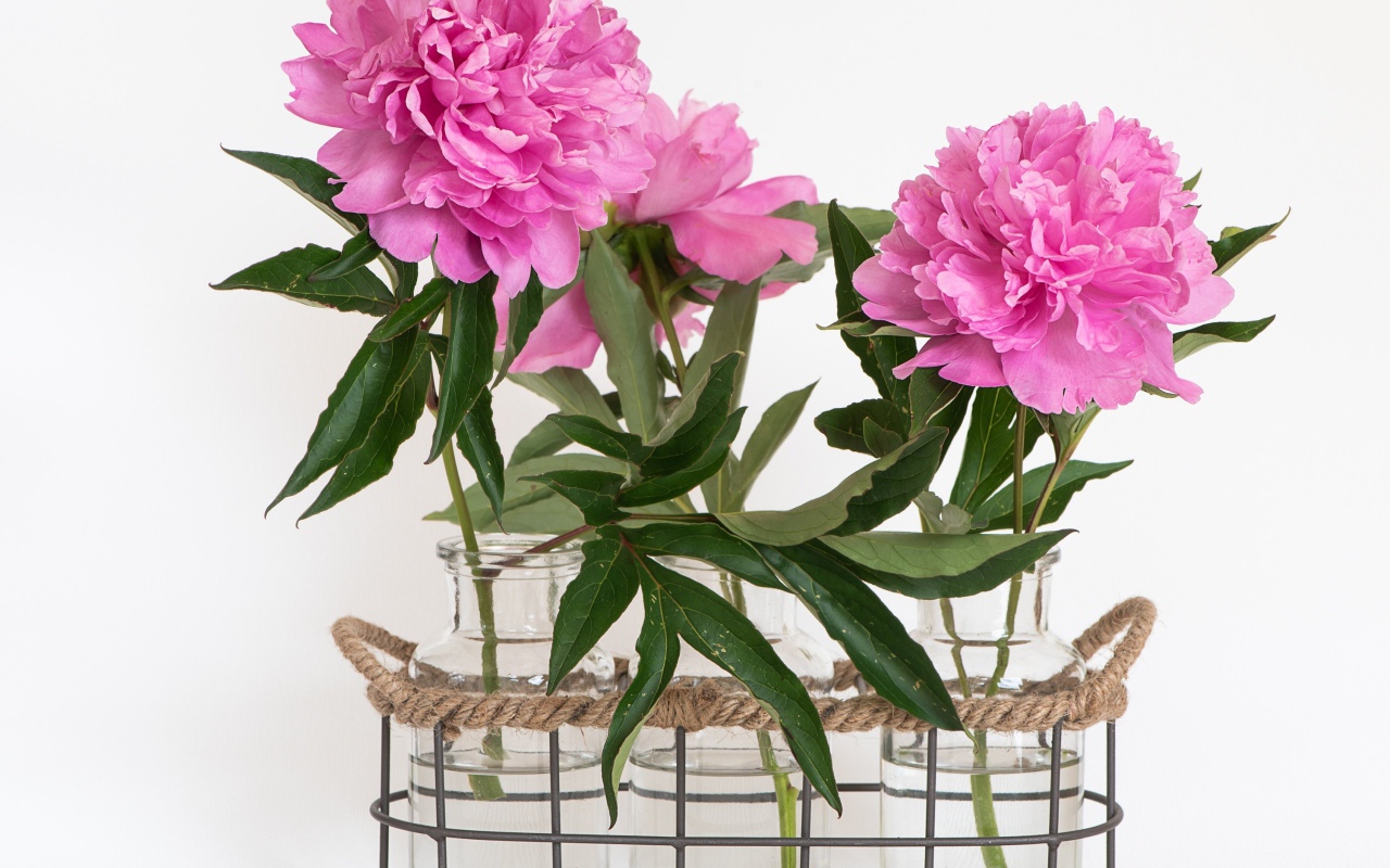Розовые пионы в вазах на белом фоне