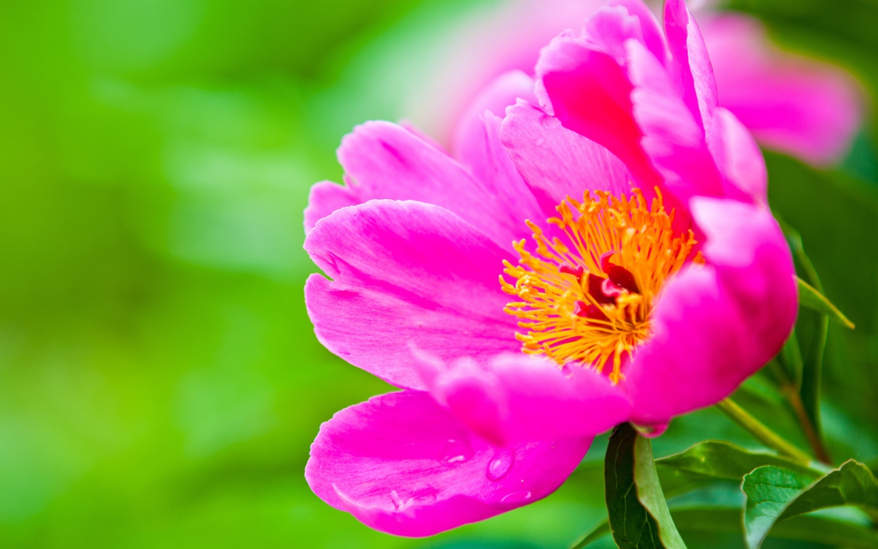 Розовый цветок пиона на зеленом фоне крупным планом