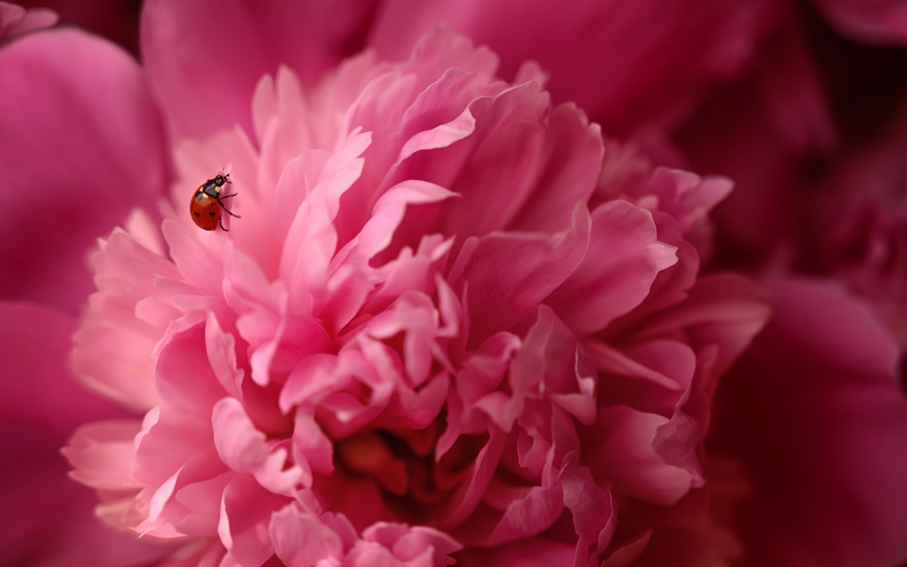 Розовый пион с божьей коровкой крупным планом