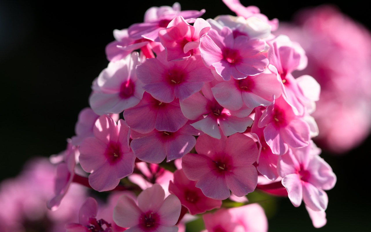 Розовый цветок флоксы в лучах солнца 