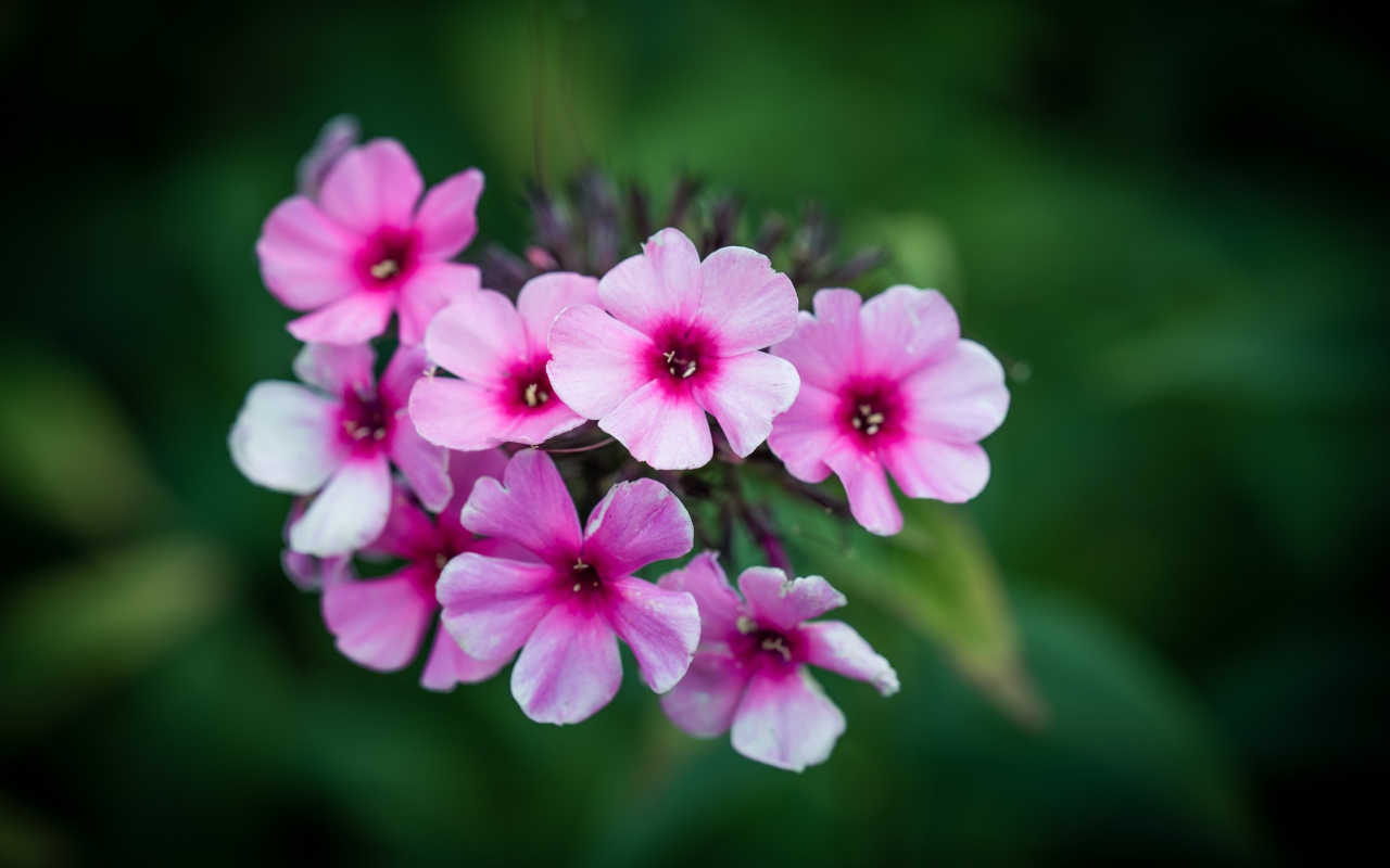 Розовые цветы флокса крупным планом 