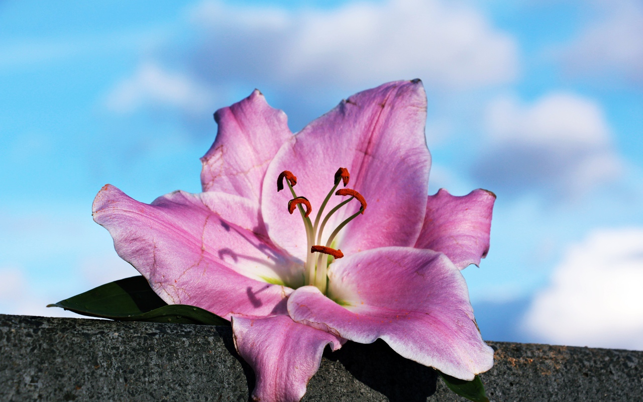 Розовая роза лежит на камне на фоне неба