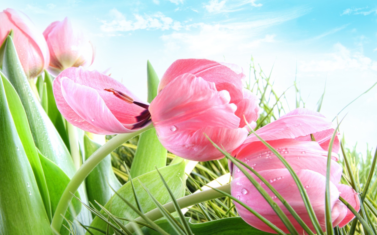 Розовые цветы тюльпана в зеленой траве на фоне голубого неба 