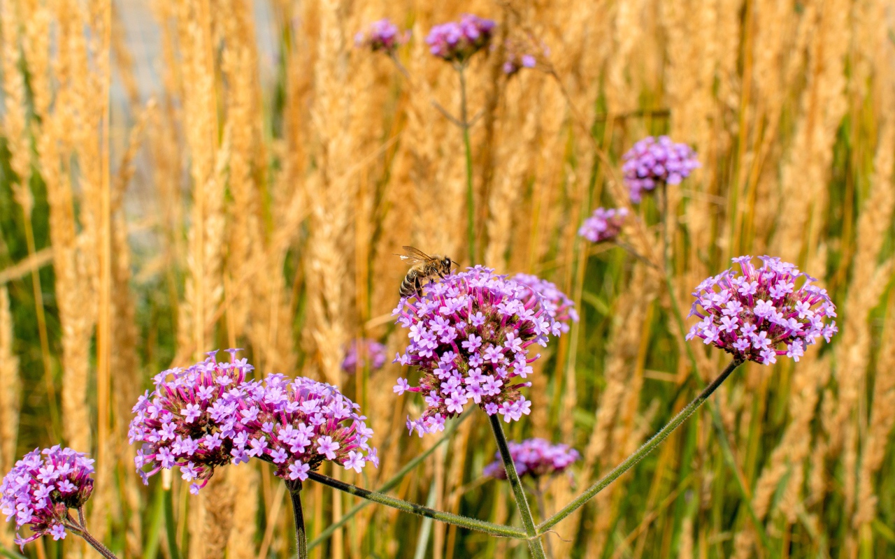 Розовые цветы вербена с колосками в поле