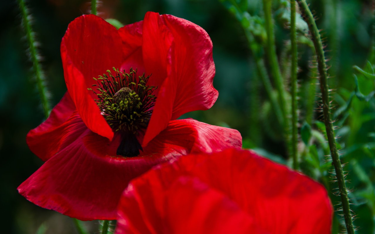 Цветок мака с красными лепестками крупным планом 