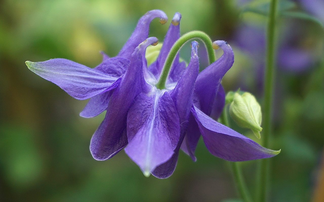 Фиолетовый цветок водосбор с бутоном крупным планом