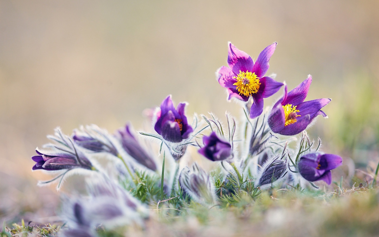 Фиолетовые цветы прострел в поле