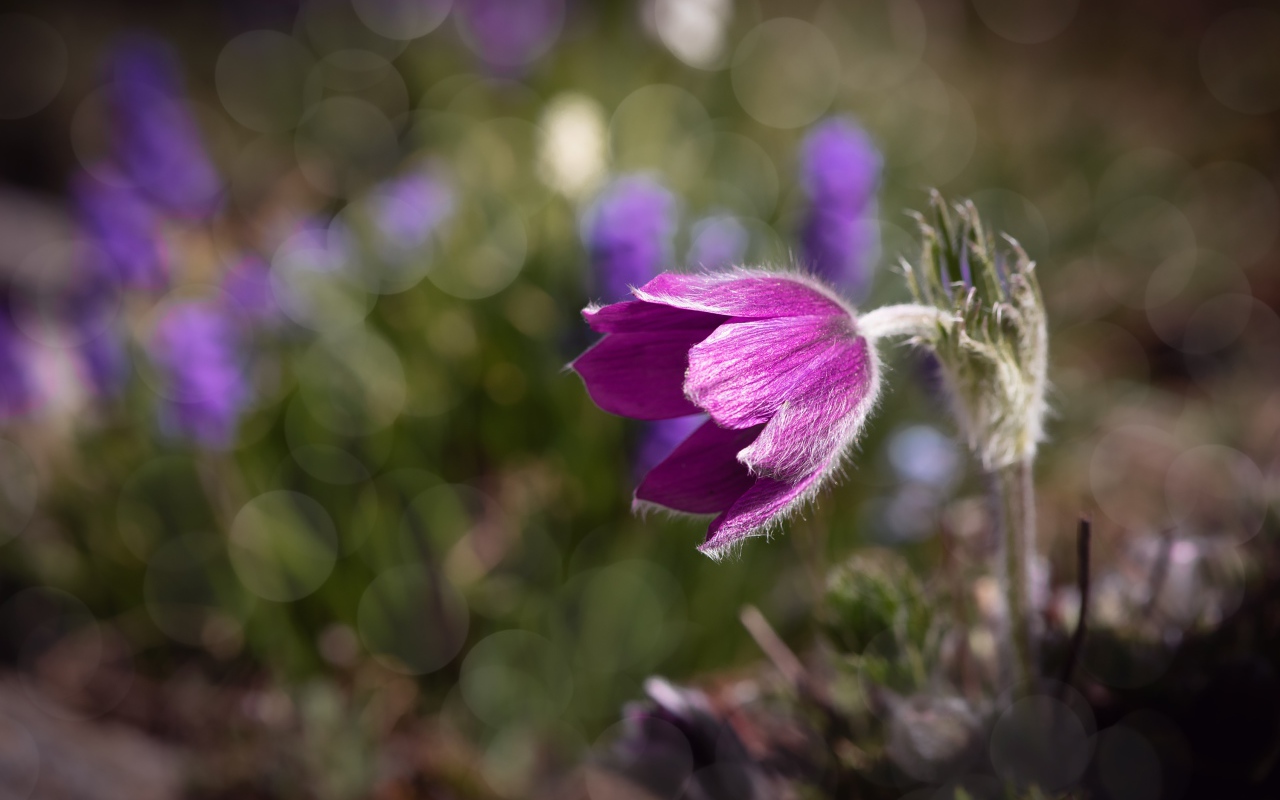 Фиолетовый цветок морозник в лучах солнца крупным планом