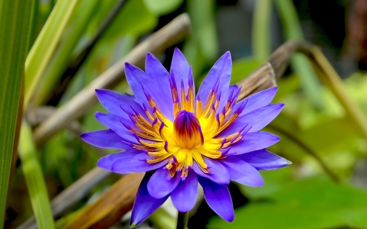 Фиолетовый цветок лотоса в зеленых листьях крупным планом