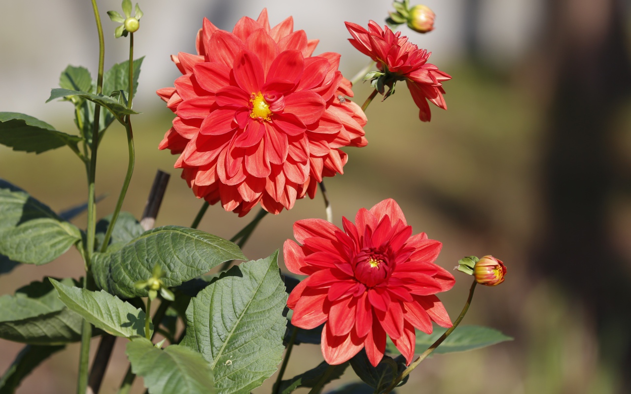 Красные цветы георгин с бутонами на клумбе 