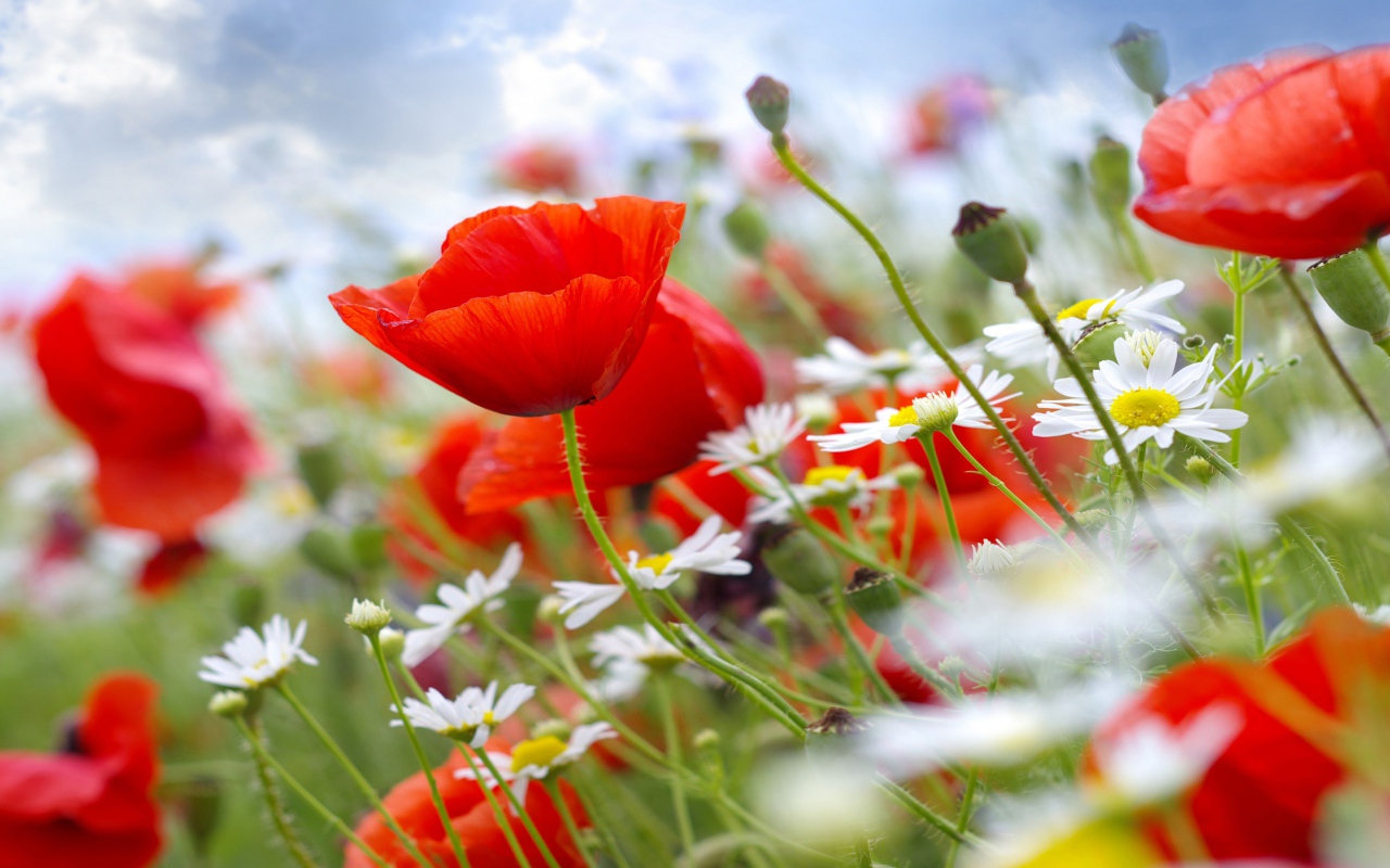 Красные полевые маки с белыми ромашками на поле 