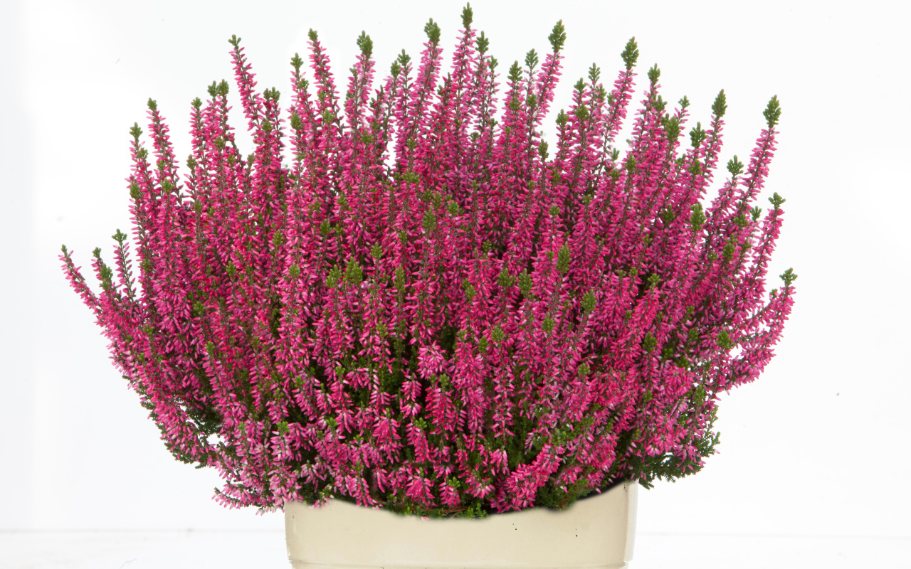 Красные цветы вереск в вазе на белом фоне