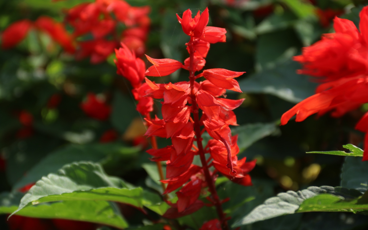 Красные садовые цветы сальвия крупным планом