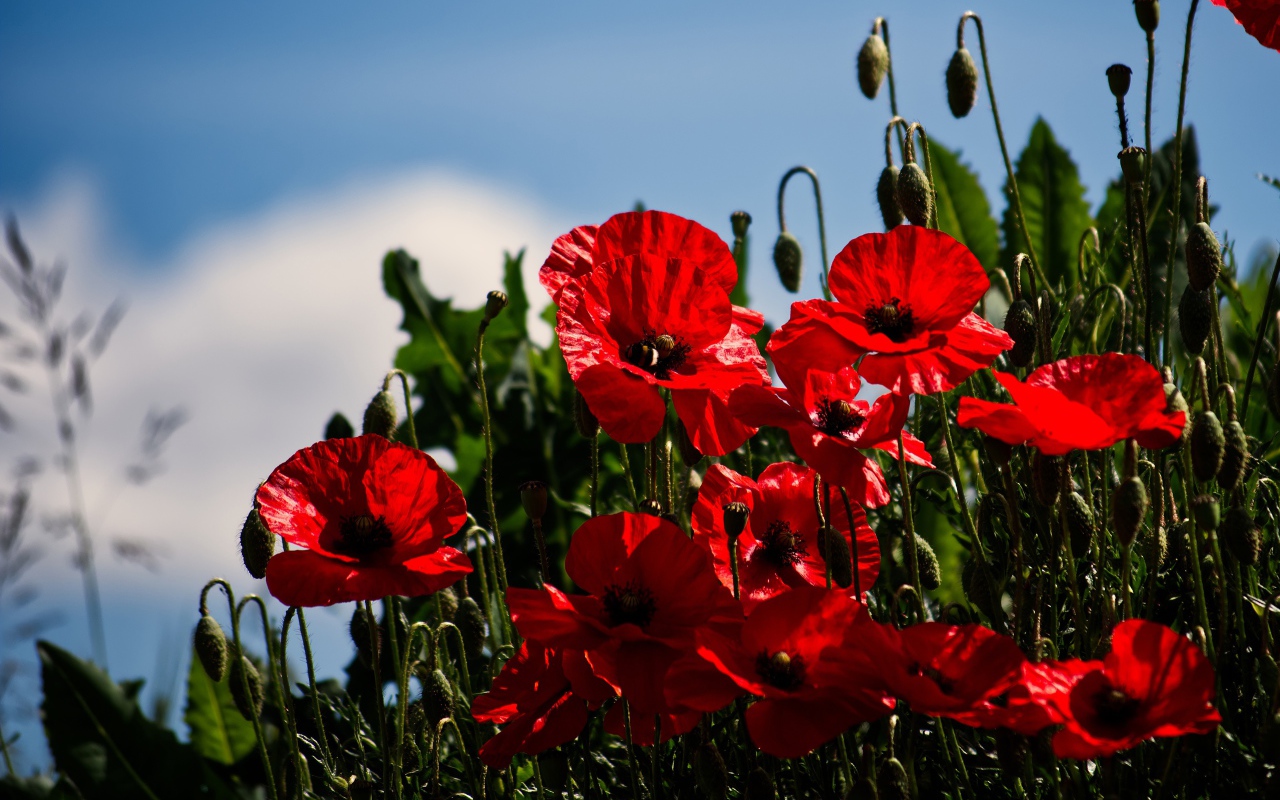 Красные маки с бутонами под голубым небом в лучах солнца