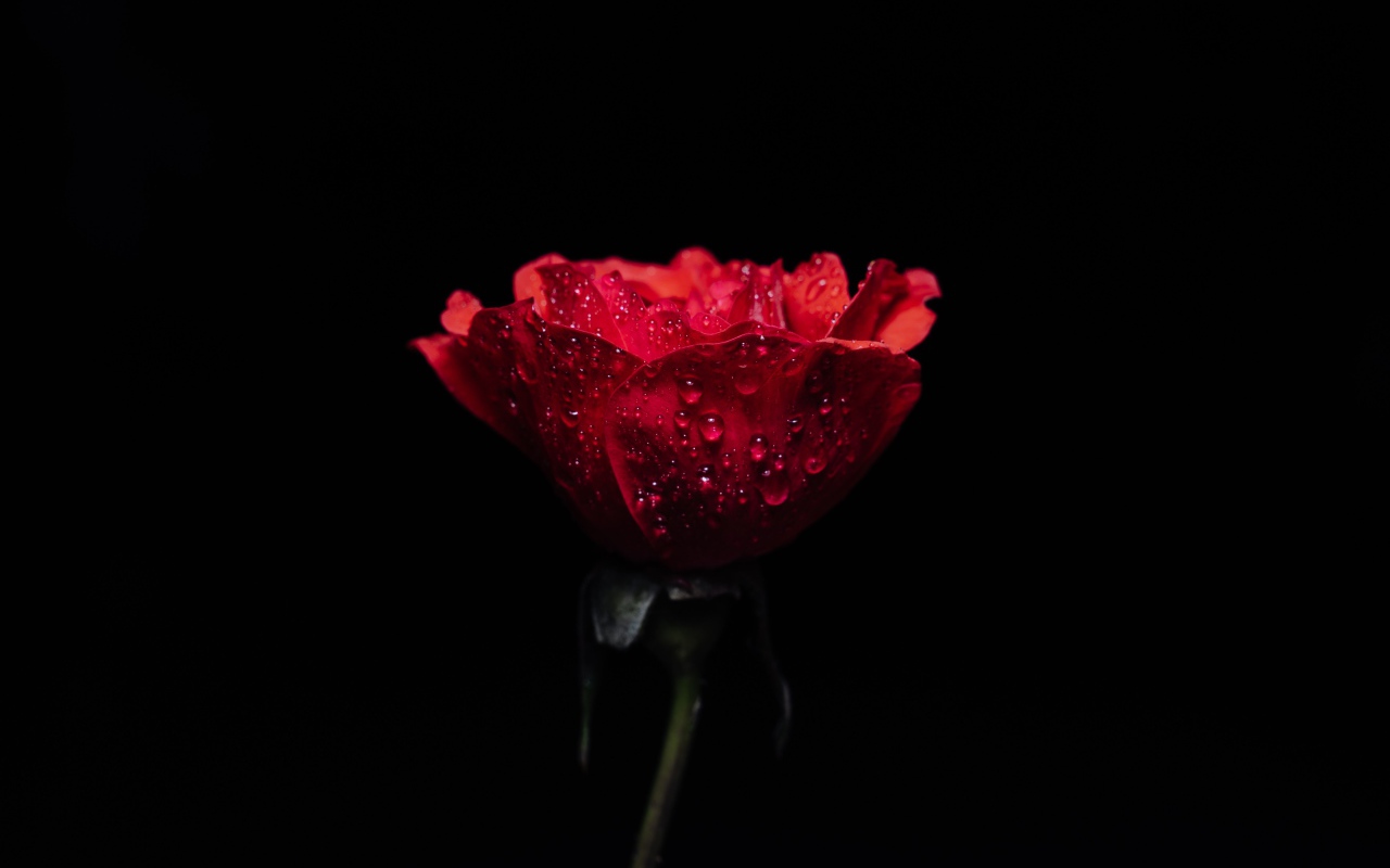 Красная роза в каплях росы на черном фоне