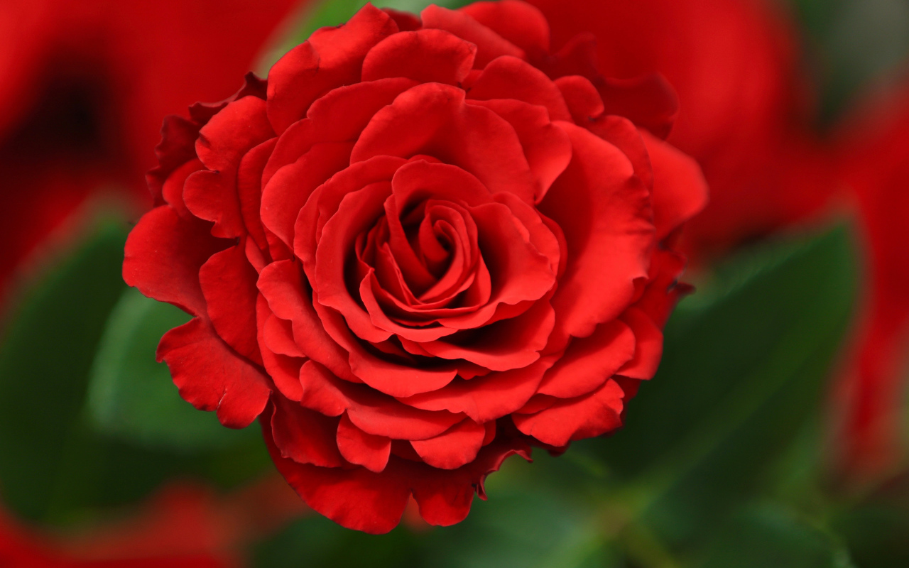 Красная роза с лепестками крупным планом 