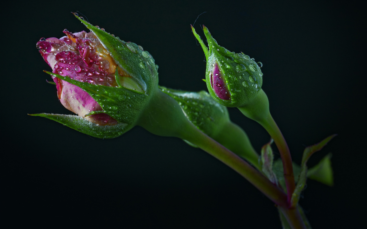 Бутоны розы в каплях воды на черном фоне