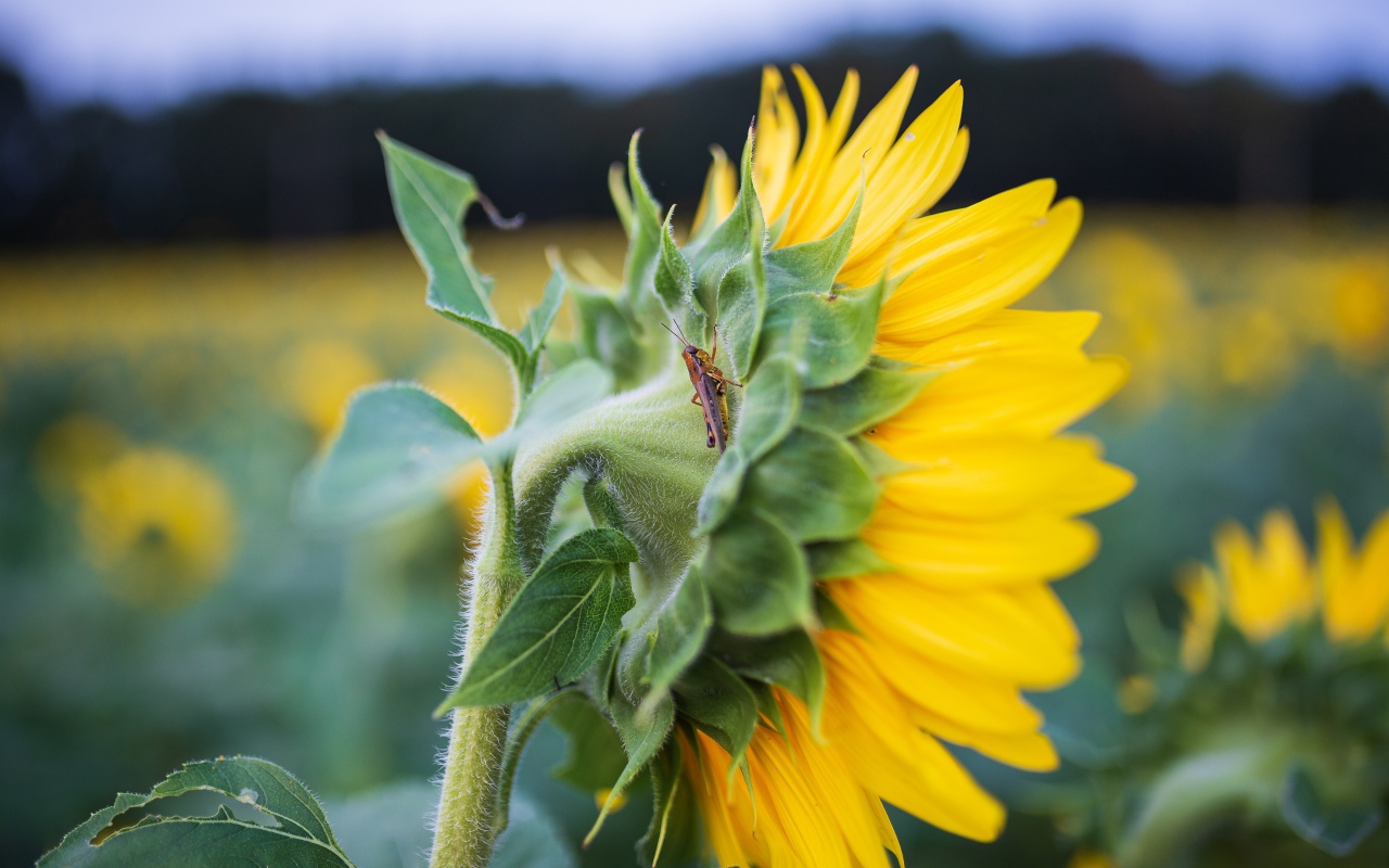Маленький кузнечик на желтом цветке подсолнуха