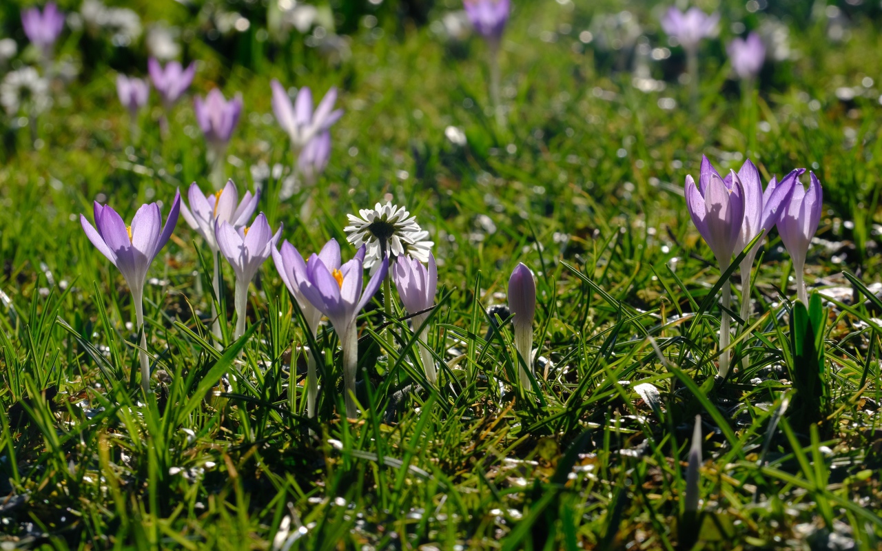 Маленькие сиреневые цветы крокуса на зеленой траве