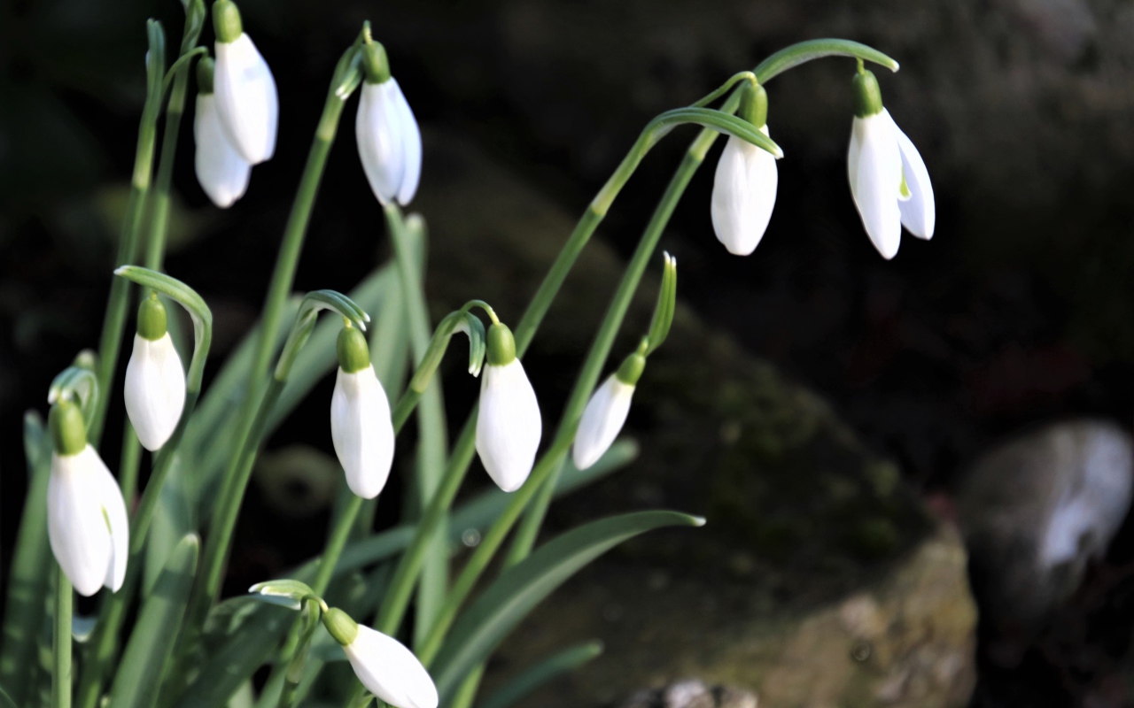 Маленькие белые весенние подснежники в лесу 