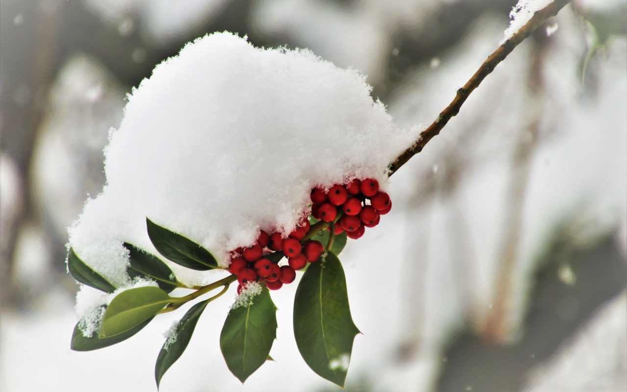 Snow lies on a branch with red berries