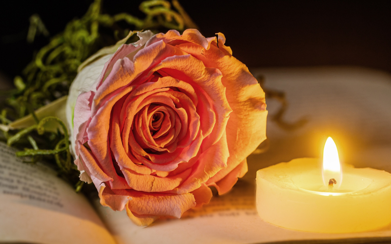 Нежная розовая роза с зажженной свечей лежат на книге