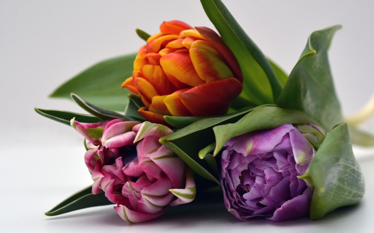 Три разноцветных тюльпана на сером фоне