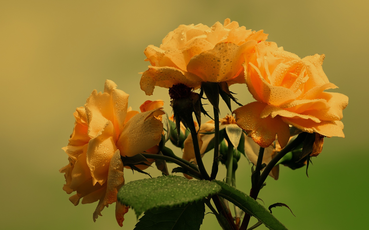 Три желтые розы в каплях дождя с зелеными листьями 