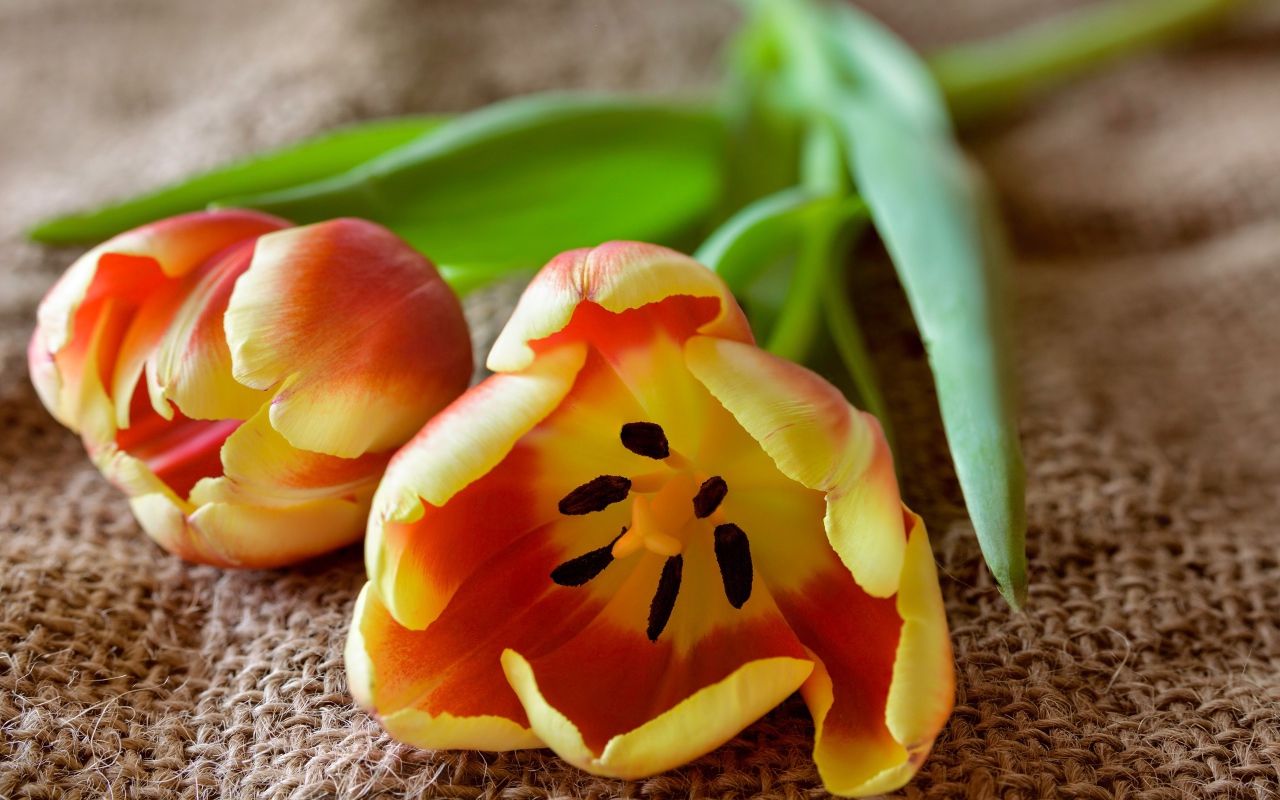 Два оранжевых тюльпана с зелеными лепестками на столе 