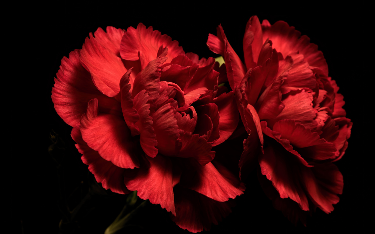 Две красные гвоздики на черном фоне