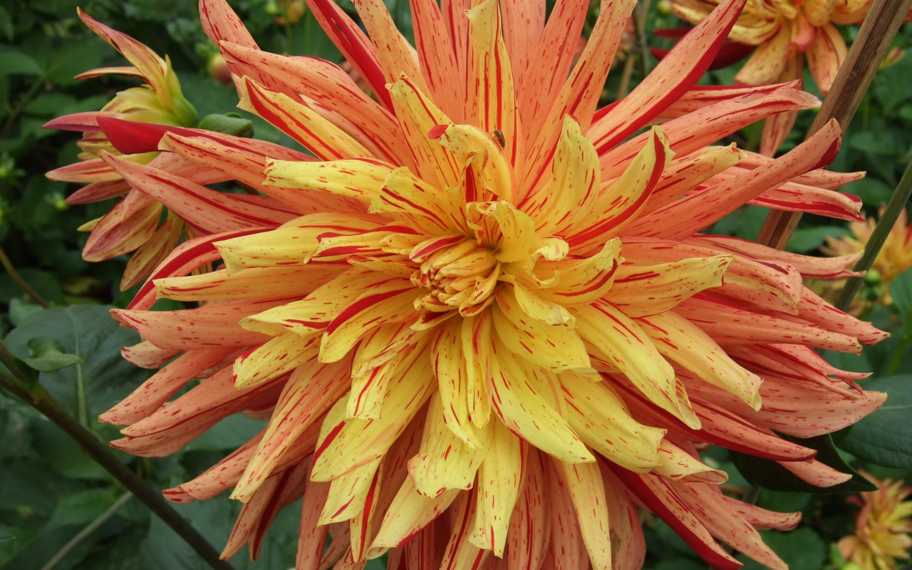 Необычный оранжевый цветок георгины на клумбе 