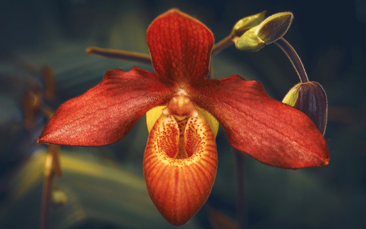 Необычная оранжевая орхидея с бутонами