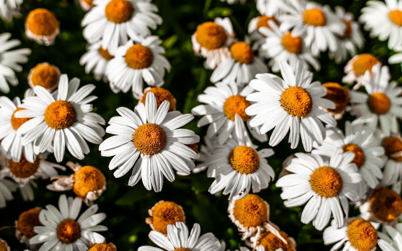 White daisies with a yellow center close-up