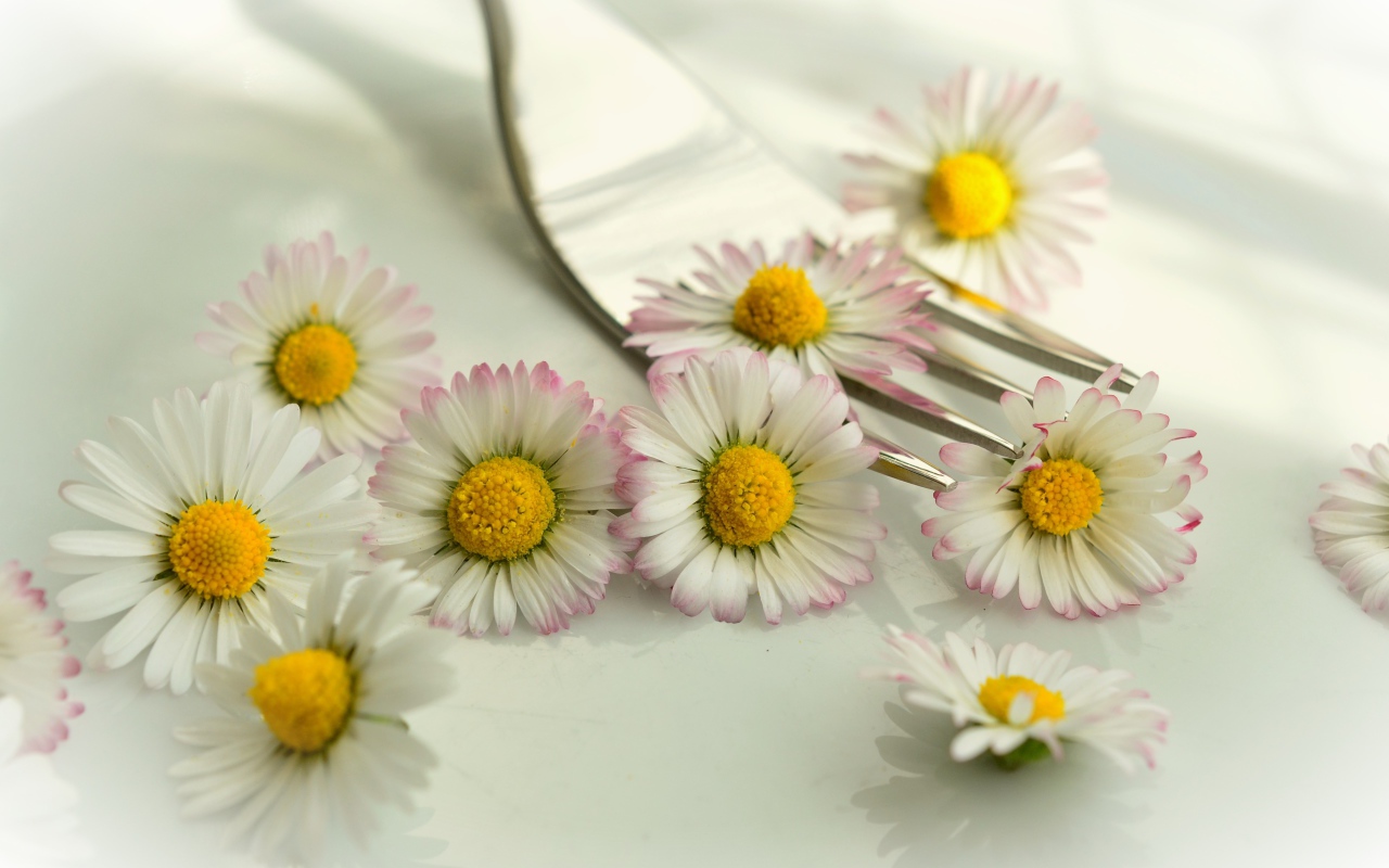 Белые маргаритки с желтыми серединками на столе с вилкой