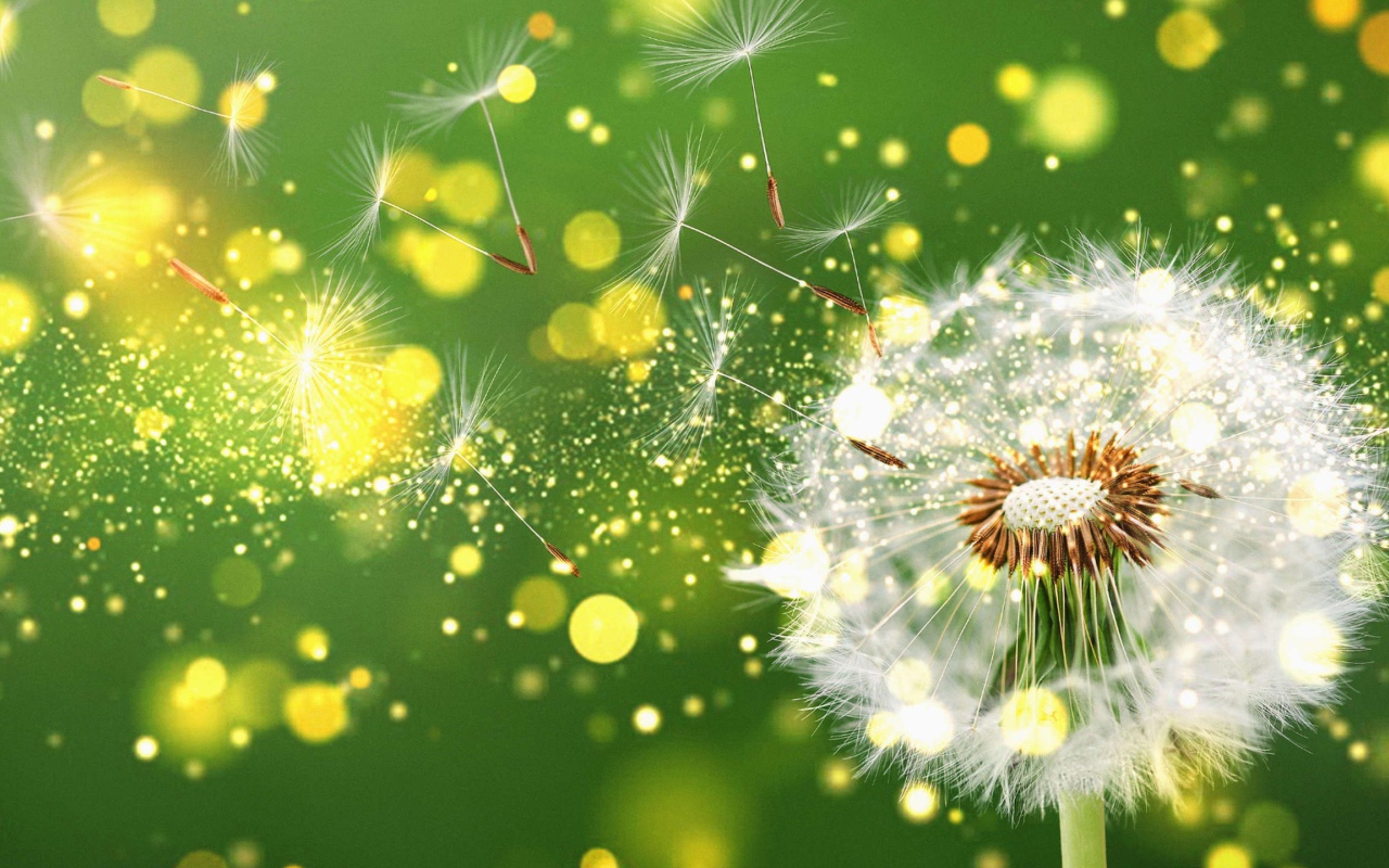 Белый одуванчик разлетается на зеленом фоне