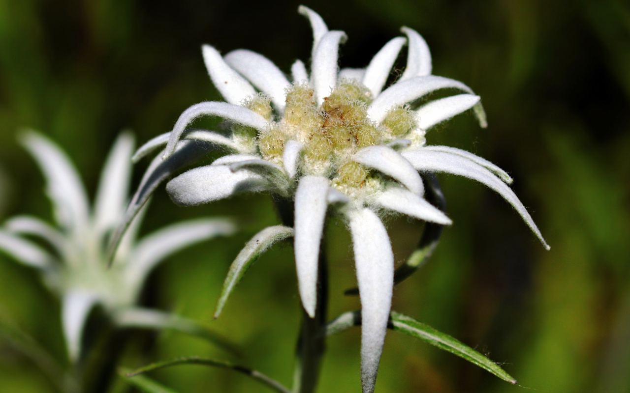 Белые цветы эдельвейса крупным планом 