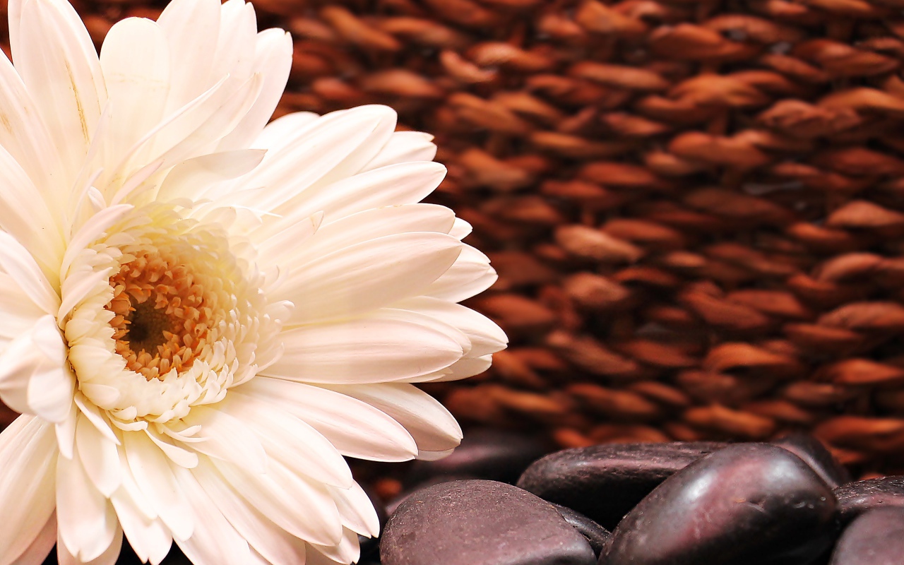 Белая гербера с черными камнями