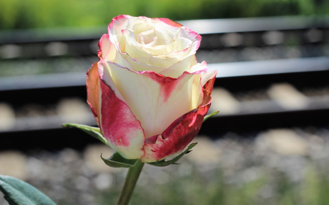 Белая роза с розовыми лепестками крупным планом